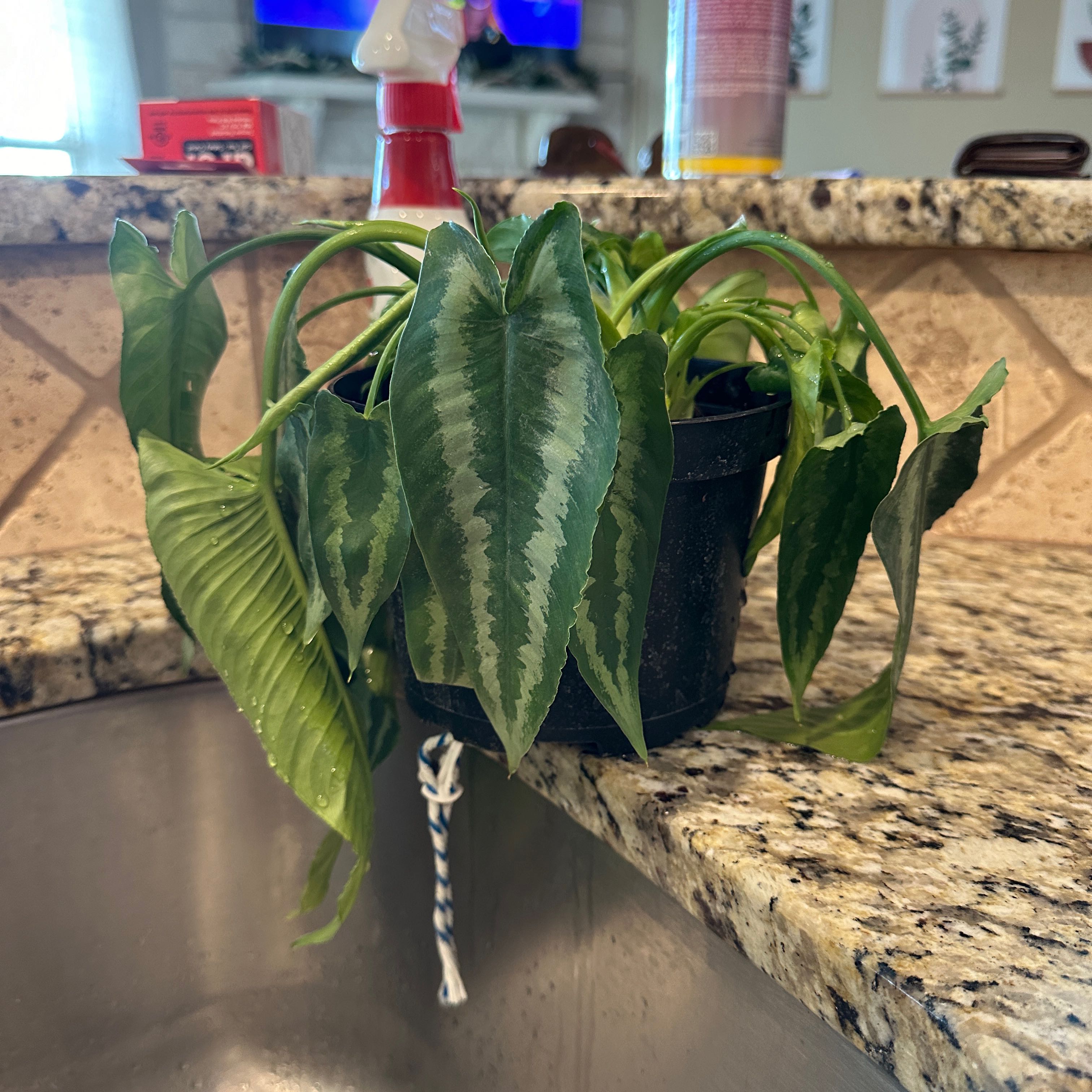 Potted Schismatoglottis wallichii with variegated leaves, wilting on a kitchen counter.
