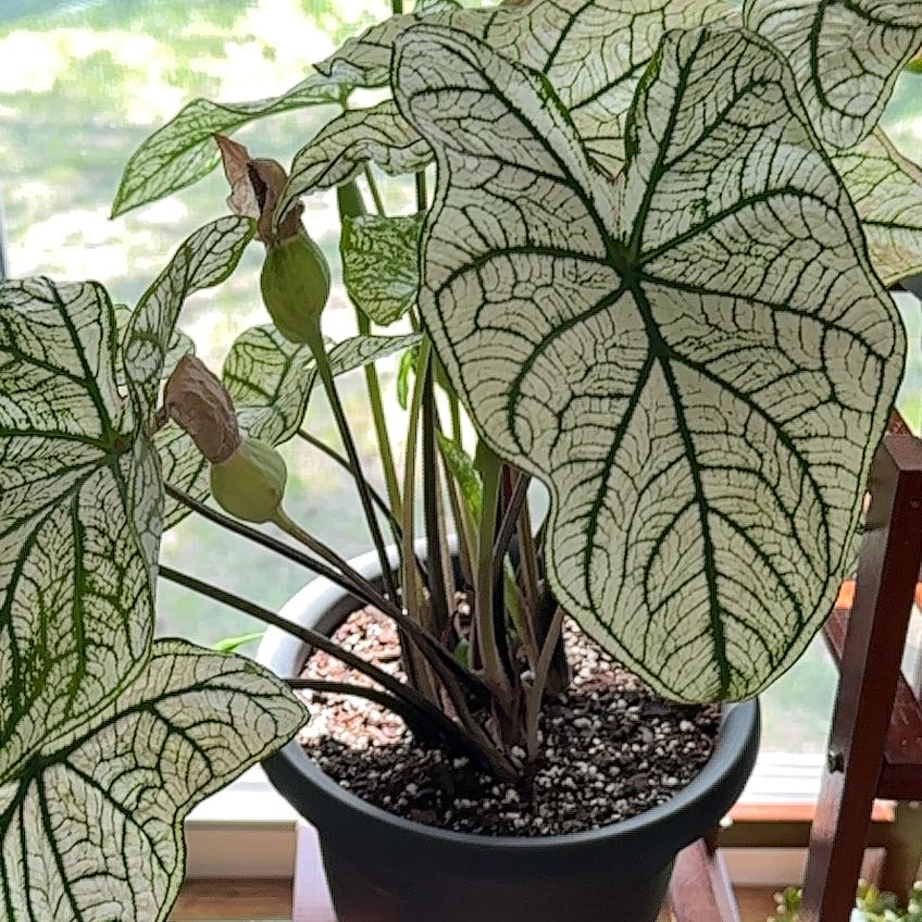 Photo of the plant species Angel Wings 'Candidum Junior' by @BeauutifulChaos named Morgan Treeman on Greg, the plant care app