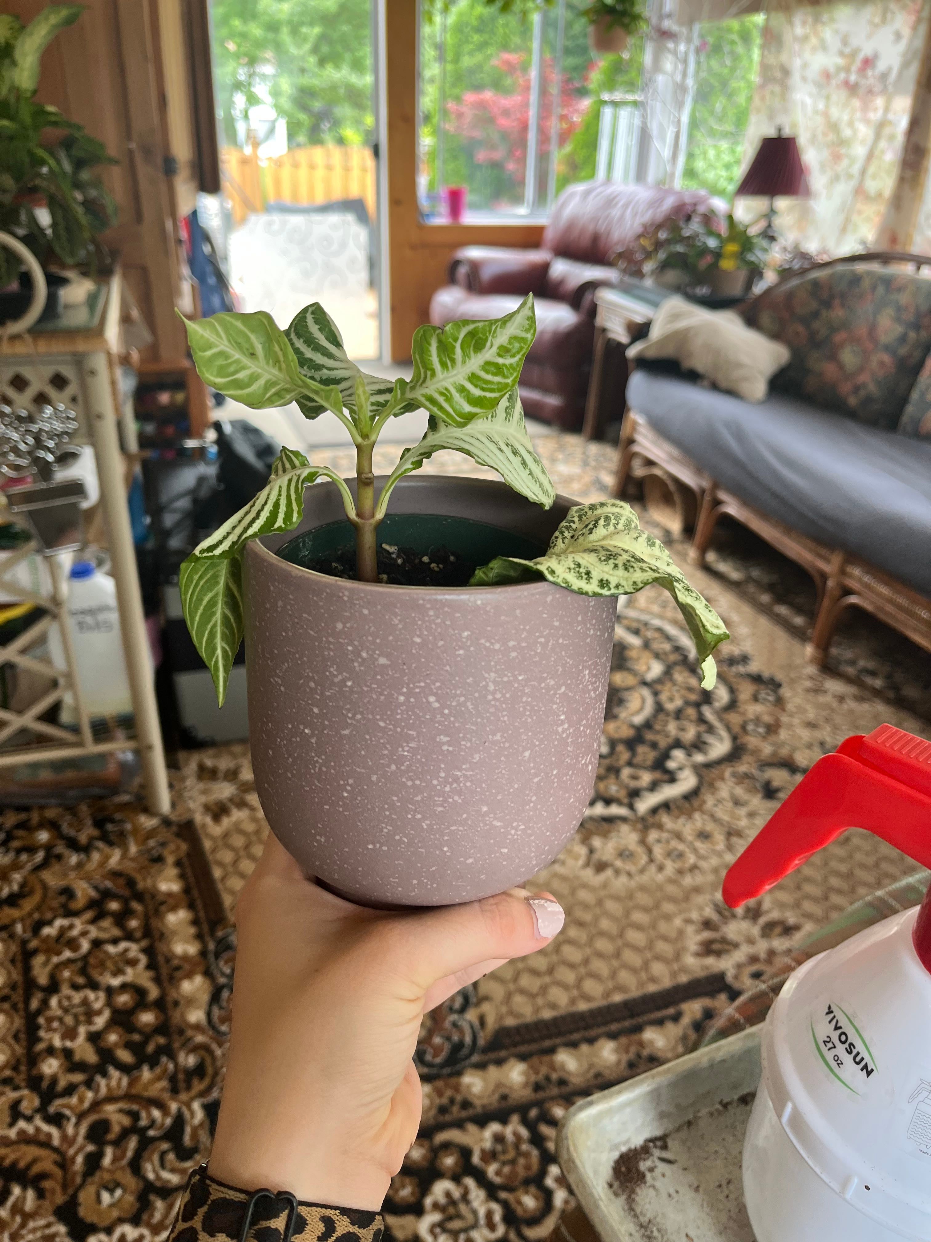 Golden Zebra Plant Plant Care Water, Light, Nutrients Greg App 🌱