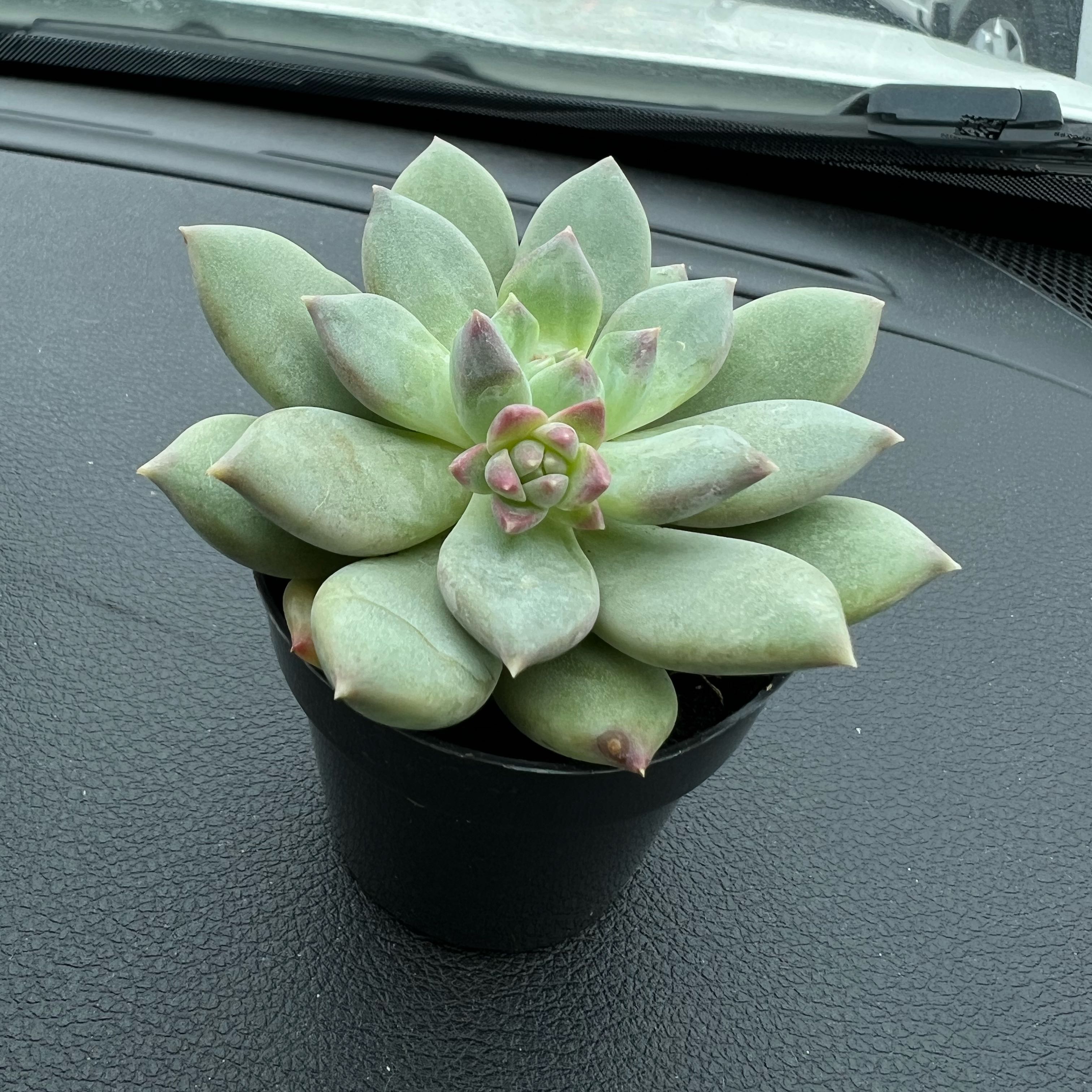 Healthy Pachyphytum 'Aquamarine' succulent in a black pot, well-framed and focused.