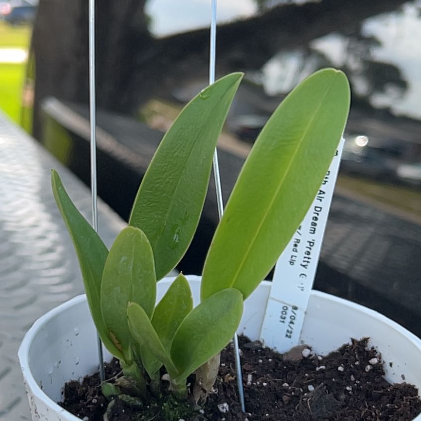 Photo of the plant species Crimson Cattleya by @ClassyTigerjade named Clit on Greg, the plant care app