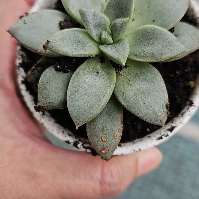 Photo of the plant species Echeveria 'Aphrodite' by @WhollyGrapeivy named Sanders on Greg, the plant care app