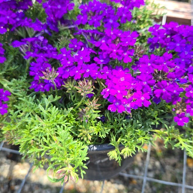 Photo of the plant species Dakota Mock Vervain by @FunnyPeanut named Plato on Greg, the plant care app