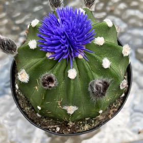 Photo of the plant species Portuguese Squill by @YeveSnailvine named Dolores on Greg, the plant care app