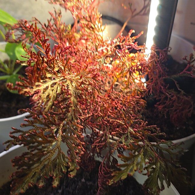Photo of the plant species Ruby Red Club Moss by @VipCurlylocks named Treeyoncé on Greg, the plant care app