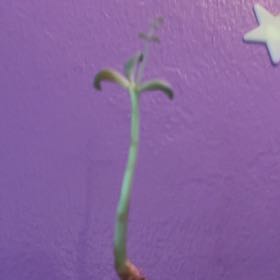 Photo of the plant species Succulent by @BuffJellypalm named Rainier on Greg, the plant care app