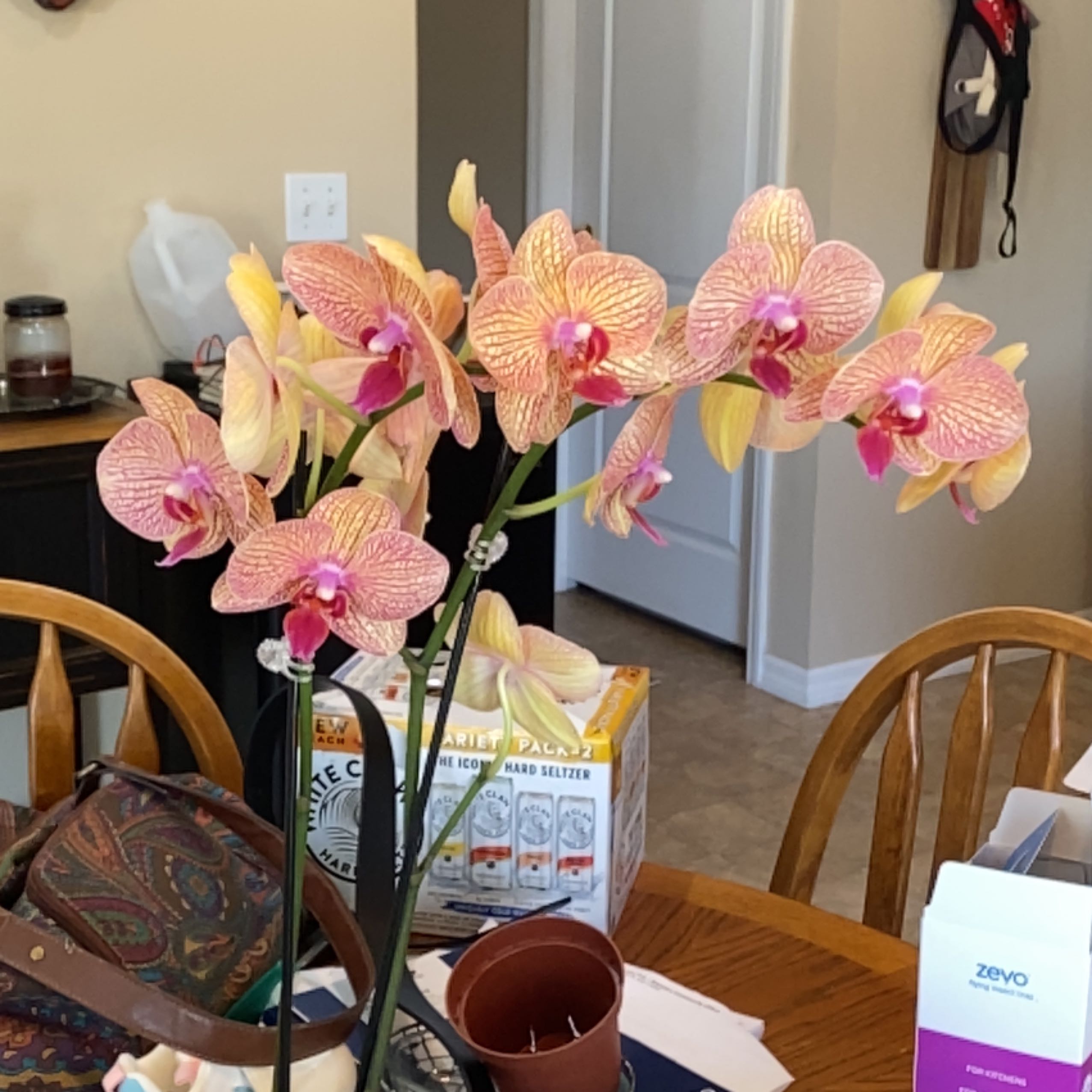 Photo of the plant species Phalaenopsis 'Lianher Orange' by @MonsteraMomma92 named Tolkien on Greg, the plant care app