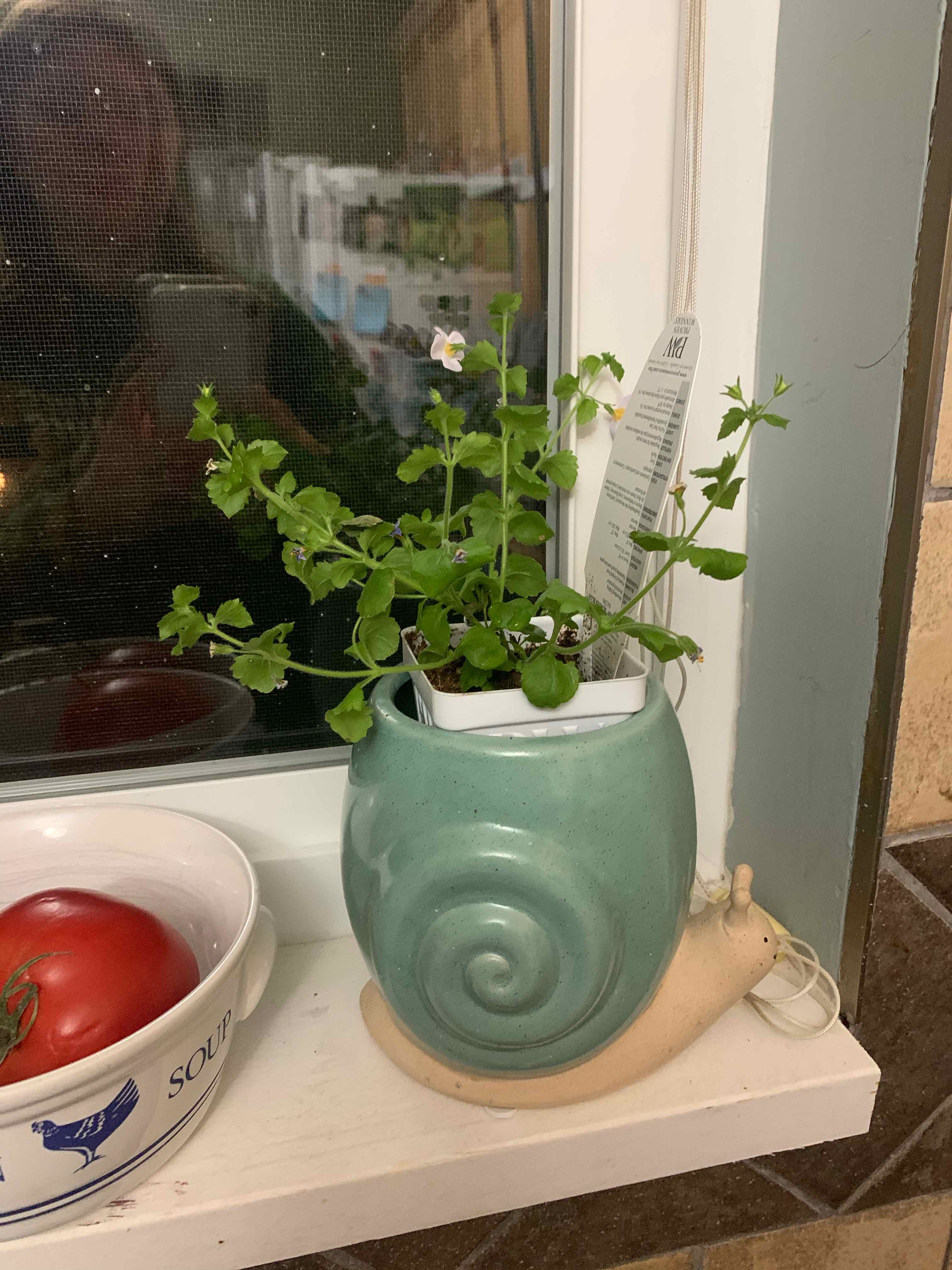 Plant care for Mullein on Greg, the plant care app