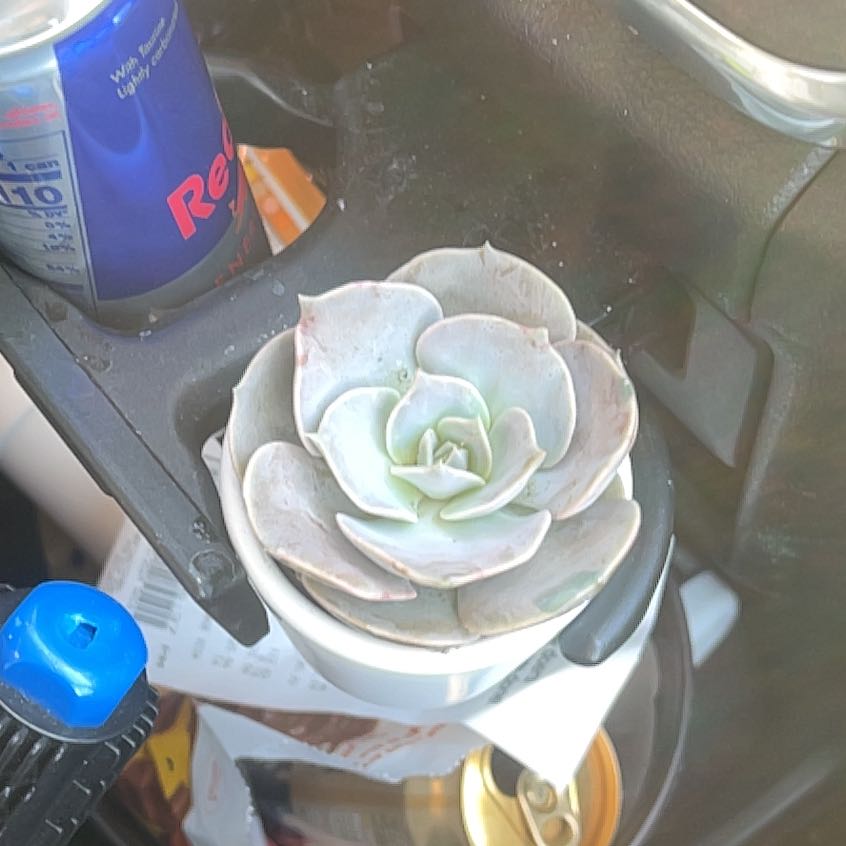 Photo of the plant species Echeveria 'Pollux' by @AlwaysChojubai named pearl on Greg, the plant care app