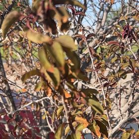 Photo of the plant species Laurel Sumac by @LuxuryBaylaurel named Doja Cat on Greg, the plant care app
