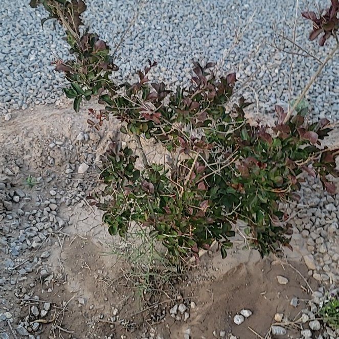 Photo of the plant species Black Diamond® Purely Purple™ Crepe Myrtle by @SugarChamisa named Hemingway on Greg, the plant care app