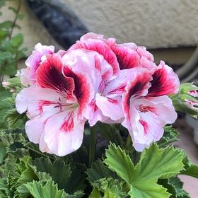 Photo of the plant species Martha Washington Geranium by @OpenlyRyebrome named gerry on Greg, the plant care app