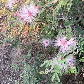 Photo of the plant species Fairy Duster by @LivelyLionsear named Spike Leaves on Greg, the plant care app