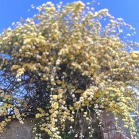 Photo of the plant species Silver Wattle by @LivelyLionsear named Elina on Greg, the plant care app