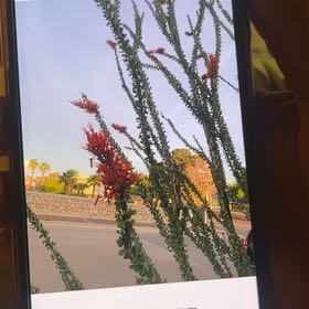 Photo of the plant species Ocotillo by @LivelyLionsear named Bodhi on Greg, the plant care app