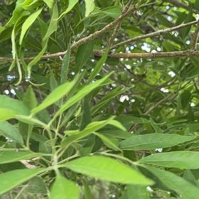 Photo of the plant species Citharexylum Spinosum by @LivelyLionsear named Fernie Saunders on Greg, the plant care app