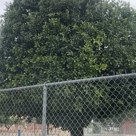 Photo of the plant species Mousehole Tree by @LivelyLionsear named Demi on Greg, the plant care app