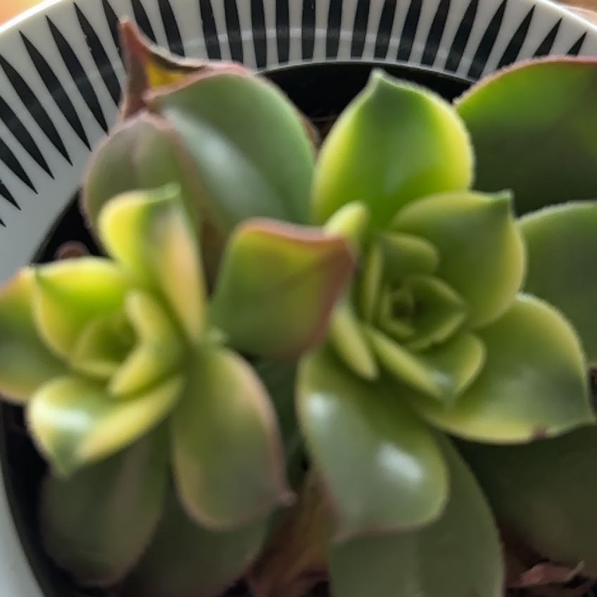 Photo of the plant species Aeonium 'Sun Dancer' by @PrizedBloodleaf named Taylor Swift on Greg, the plant care app