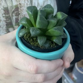 Photo of the plant species Haworthia mirabilis subsp. mundula by @RobustBroadbean named Calliope on Greg, the plant care app