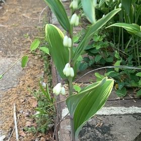 Photo of the plant species Angular Solomon's Seal by @tkayp named Lebron on Greg, the plant care app