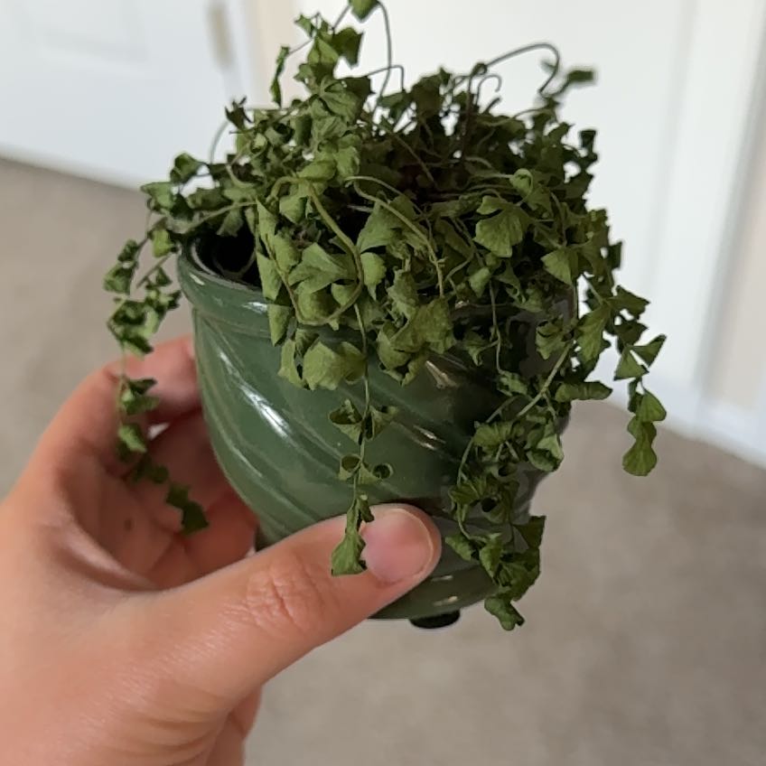 Photo of the plant species Austral Gem by @KeenNativelily named Nemo on Greg, the plant care app