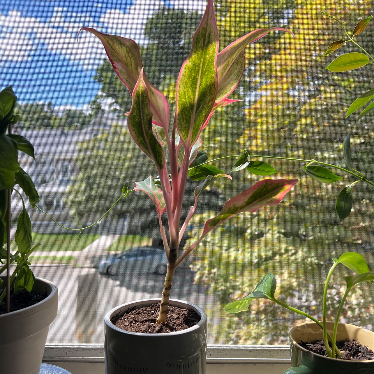 Healthy Ti Plant with vibrant red and green foliage growing in a pot on a sunny windowsill.
