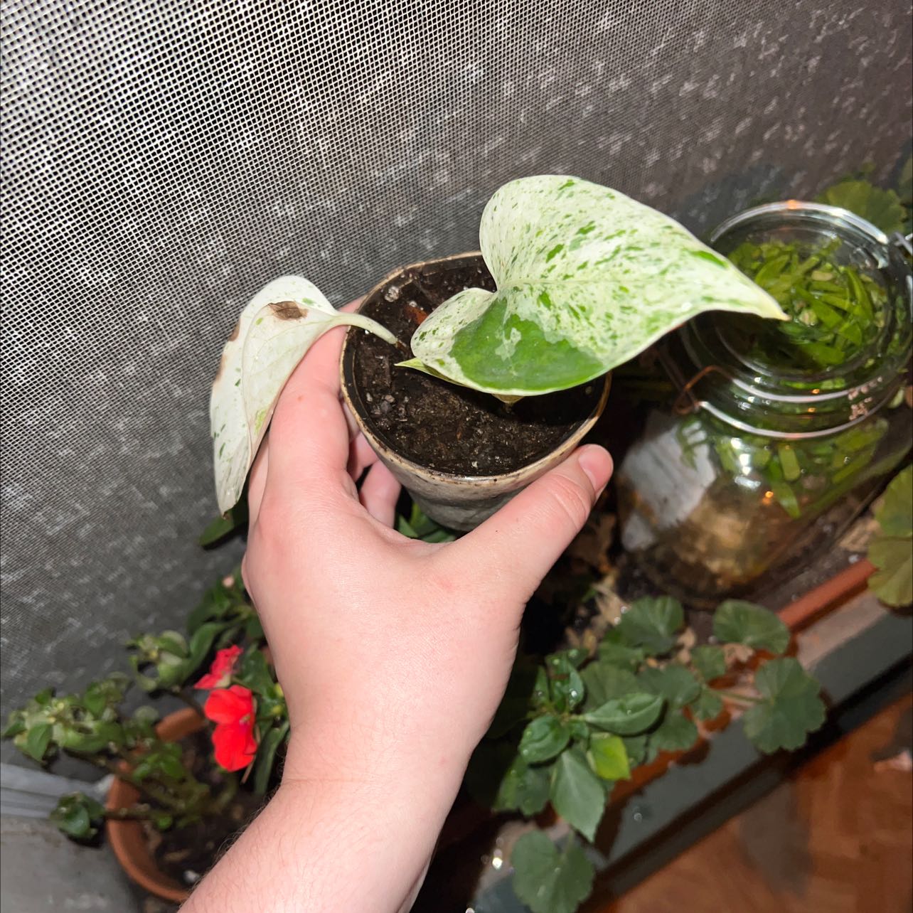 Snow Queen Pothos plant with variegated leaves held by a hand, soil visible, other plants in the background.