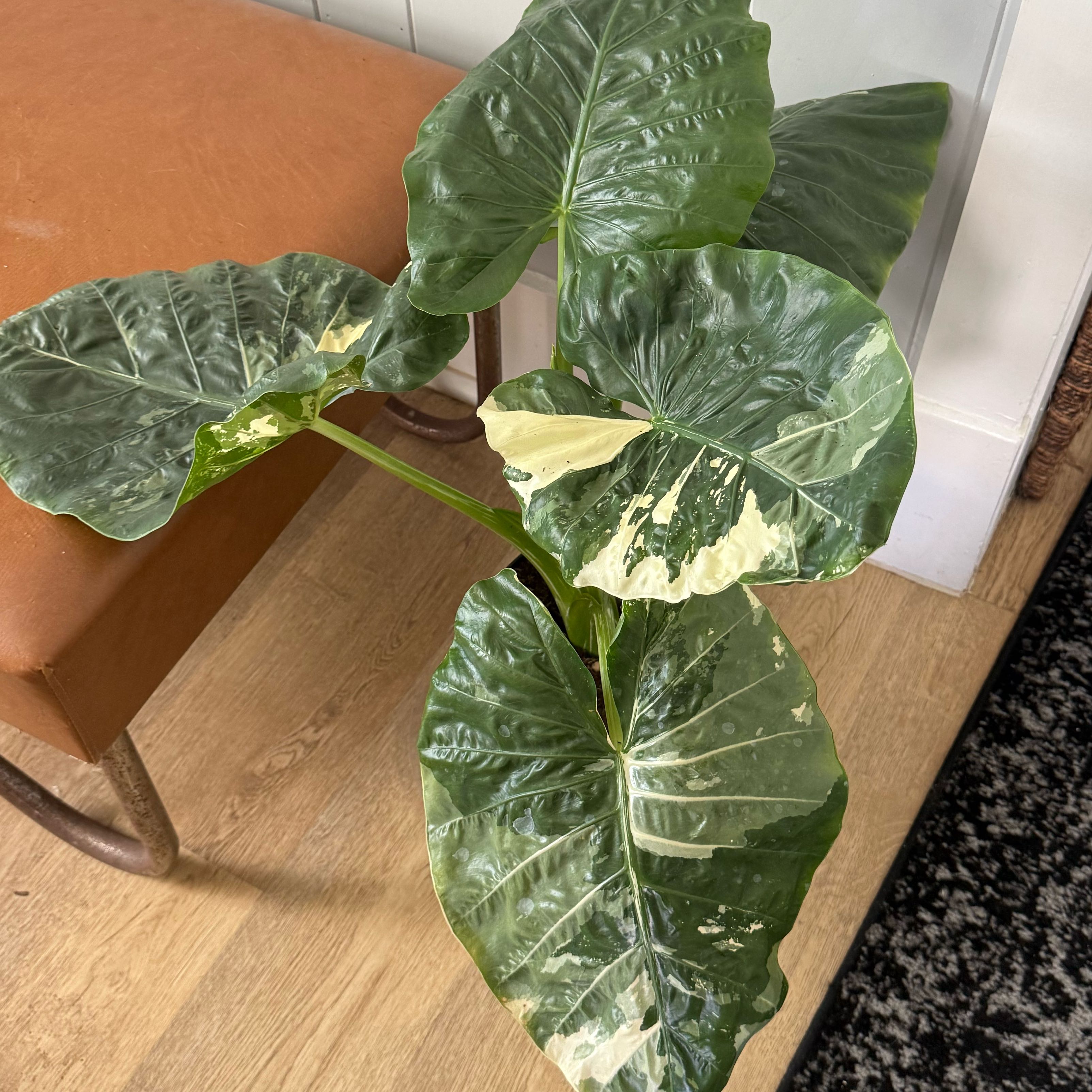 Photo of the plant species Alocasia Dawn Variegated by @thatplantladysky named Aria on Greg, the plant care app