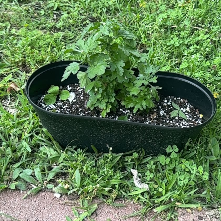 Photo of the plant species Indian Chrysanthemum by @thatplantladysky named Curie on Greg, the plant care app