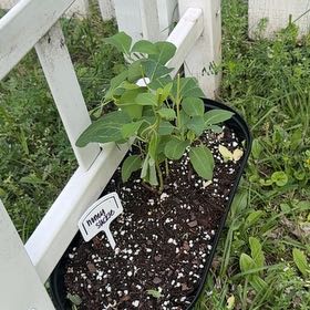 Photo of the plant species Dropmore Scarlet Honeysuckle by @thatplantladysky named Tupot amaroot on Greg, the plant care app