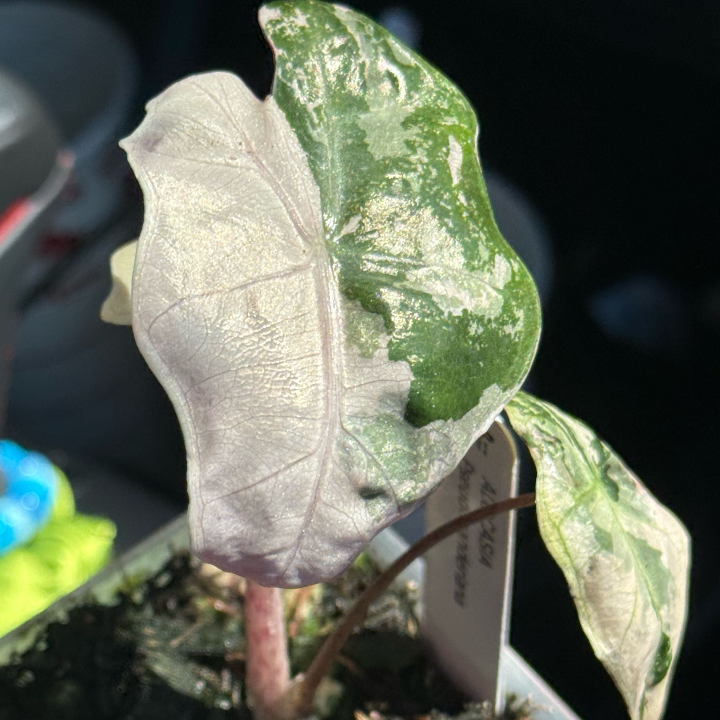 Photo of the plant species Alocasia Pink by @thatplantladysky named Alocasia Pink on Greg, the plant care app