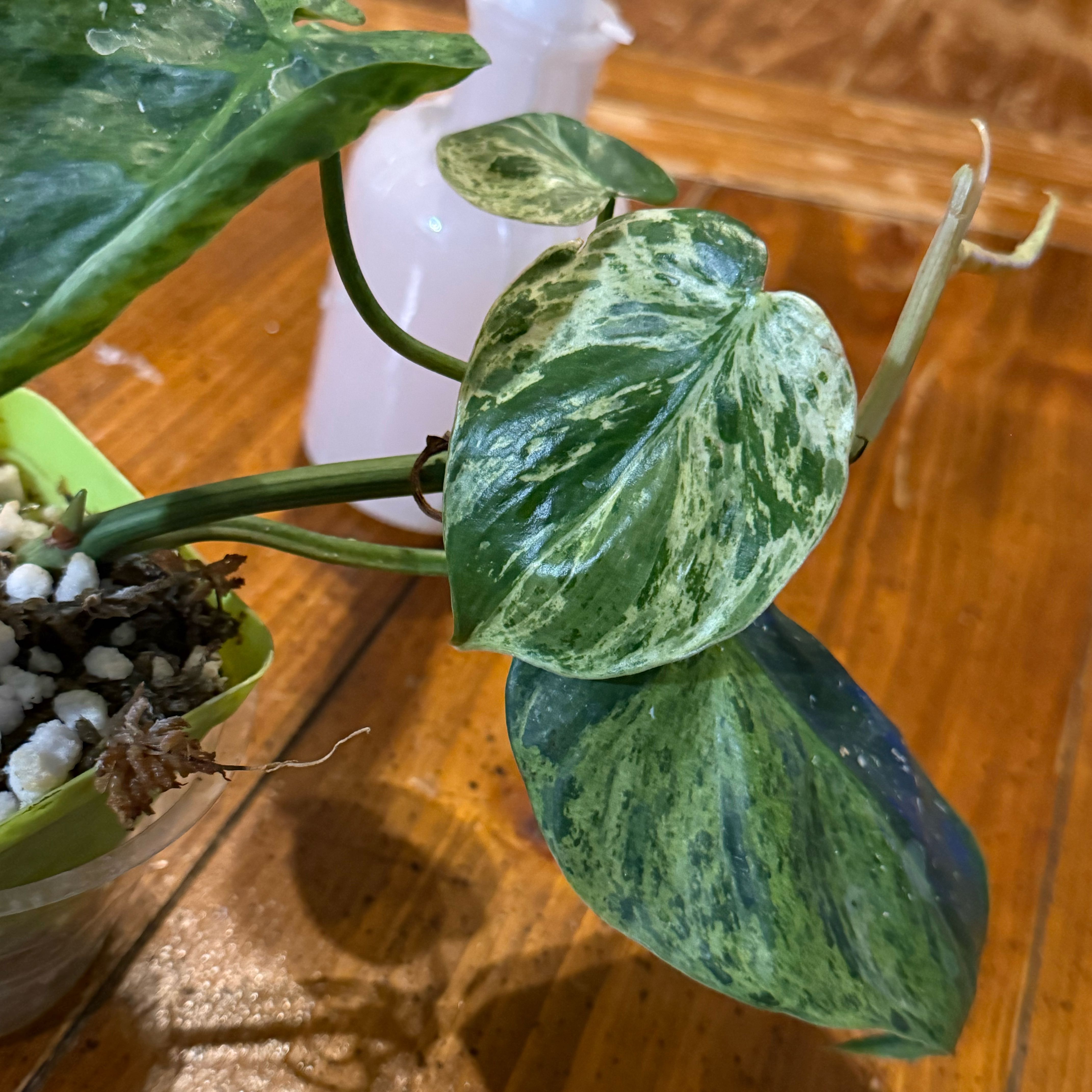 Photo of the plant species Variegated Heartleaf Philodendron by @thatplantladysky named 2/8 Var. Heartleaf Philo on Greg, the plant care app