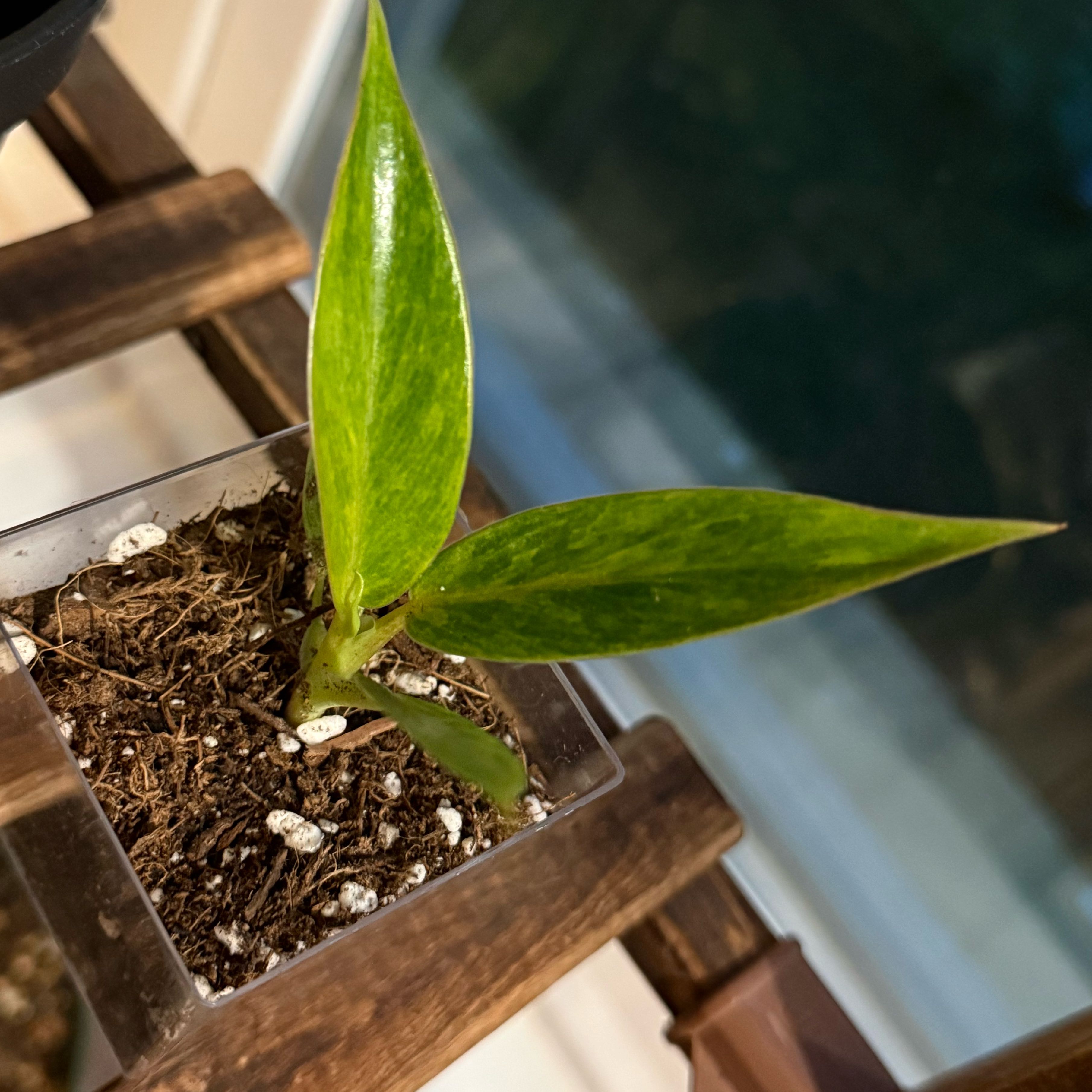 Photo of the plant species Philodendron Calkins Gold by @thatplantladysky named Philodendron Calkins Gold on Greg, the plant care app