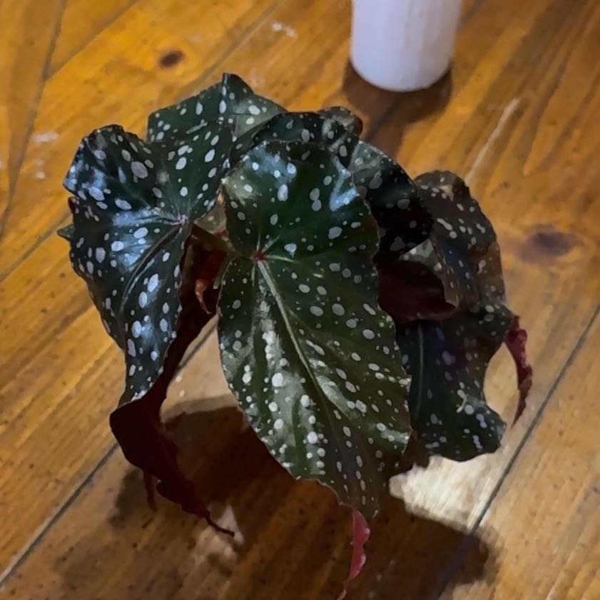 Photo of the plant species Begonia Cracklin Rosie by @thatplantladysky named Begonia Cracklin Rosie on Greg, the plant care app