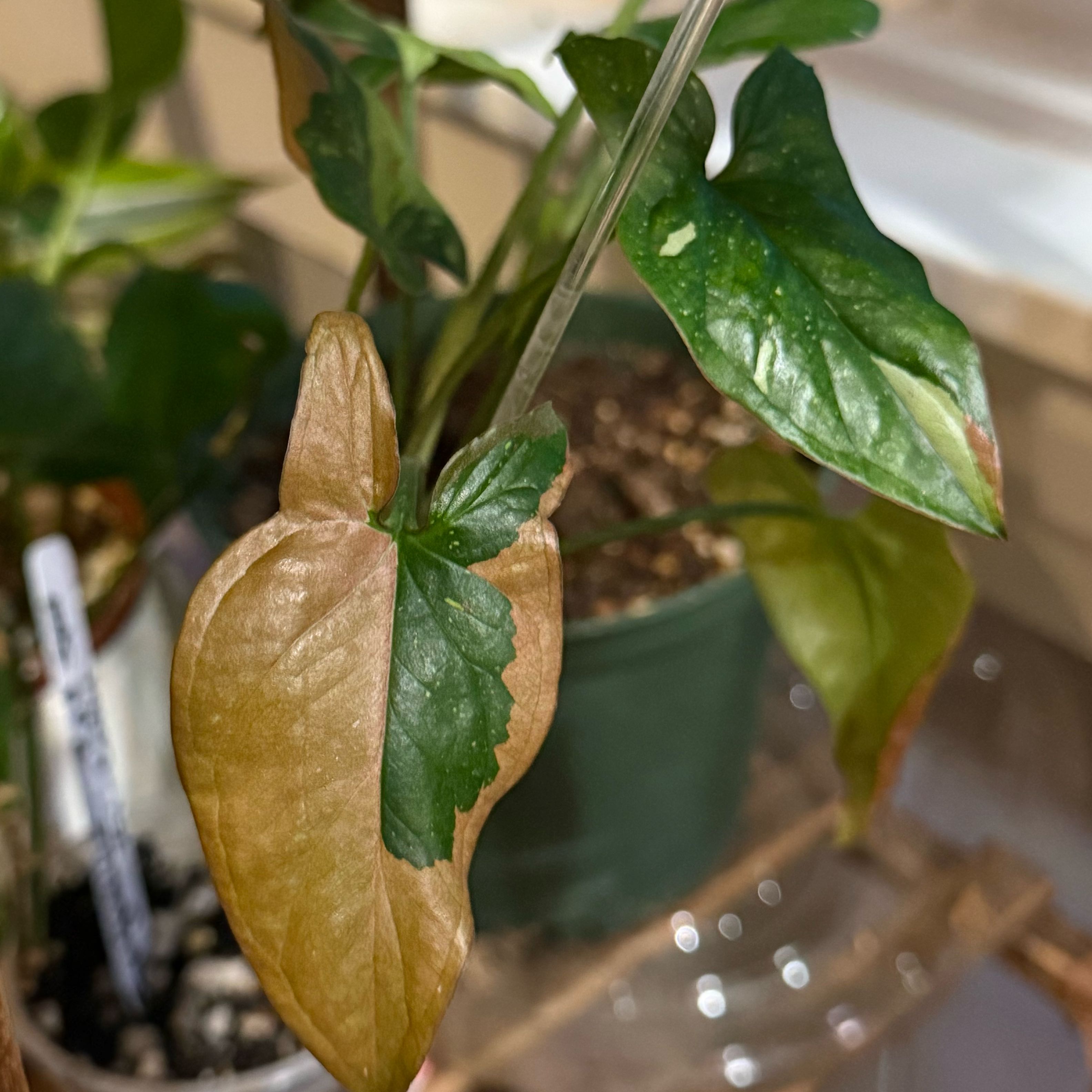 Photo of the plant species Syngonium by @thatplantladysky named Syngonium Tri-Color Red Spot on Greg, the plant care app