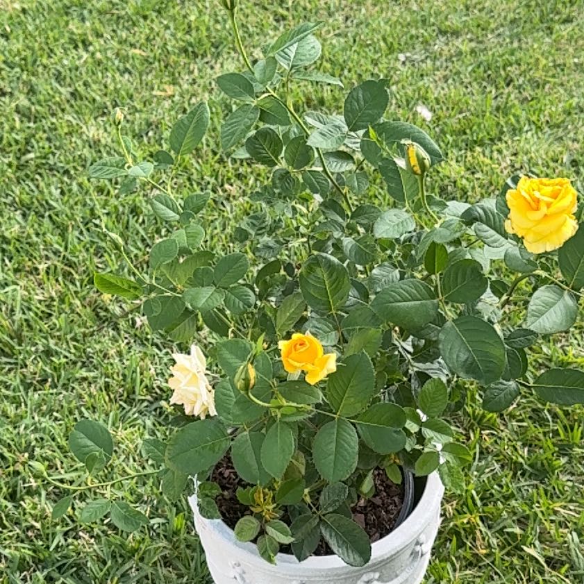 Photo of the plant species Yellow Bells by @thatplantladysky named gold medal rose on Greg, the plant care app