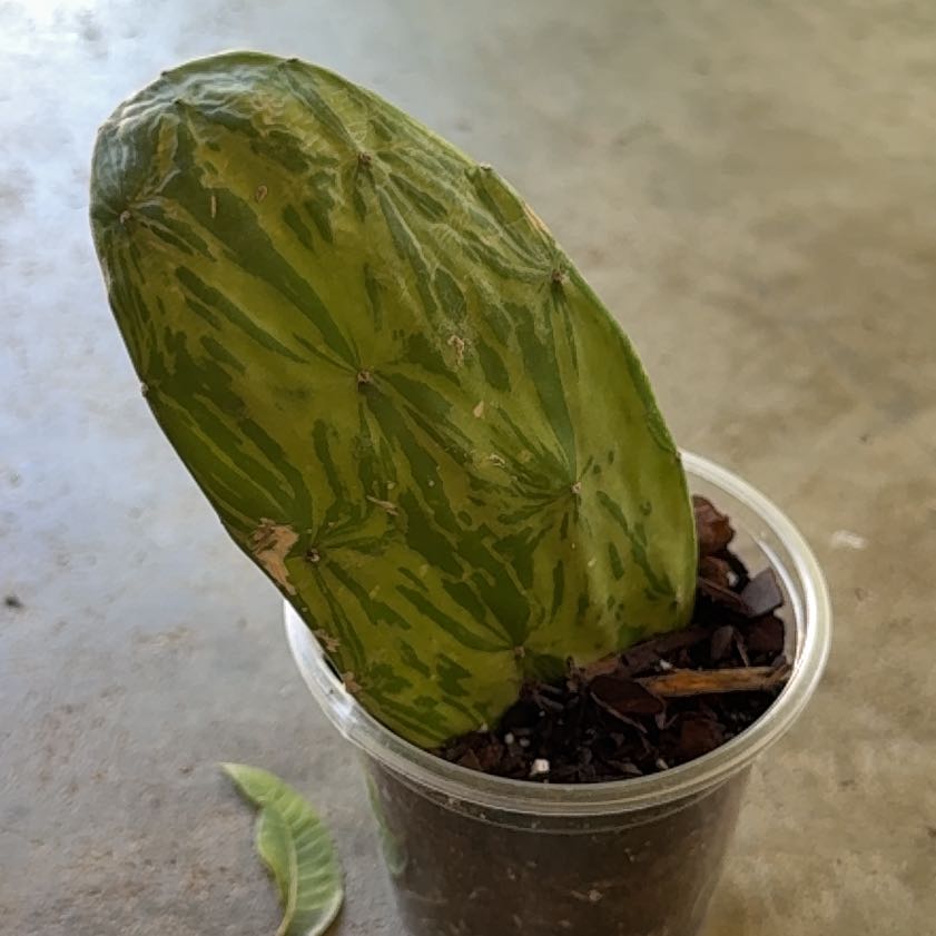 Photo of the plant species Josephs Coat by @thatplantladysky named Plato on Greg, the plant care app