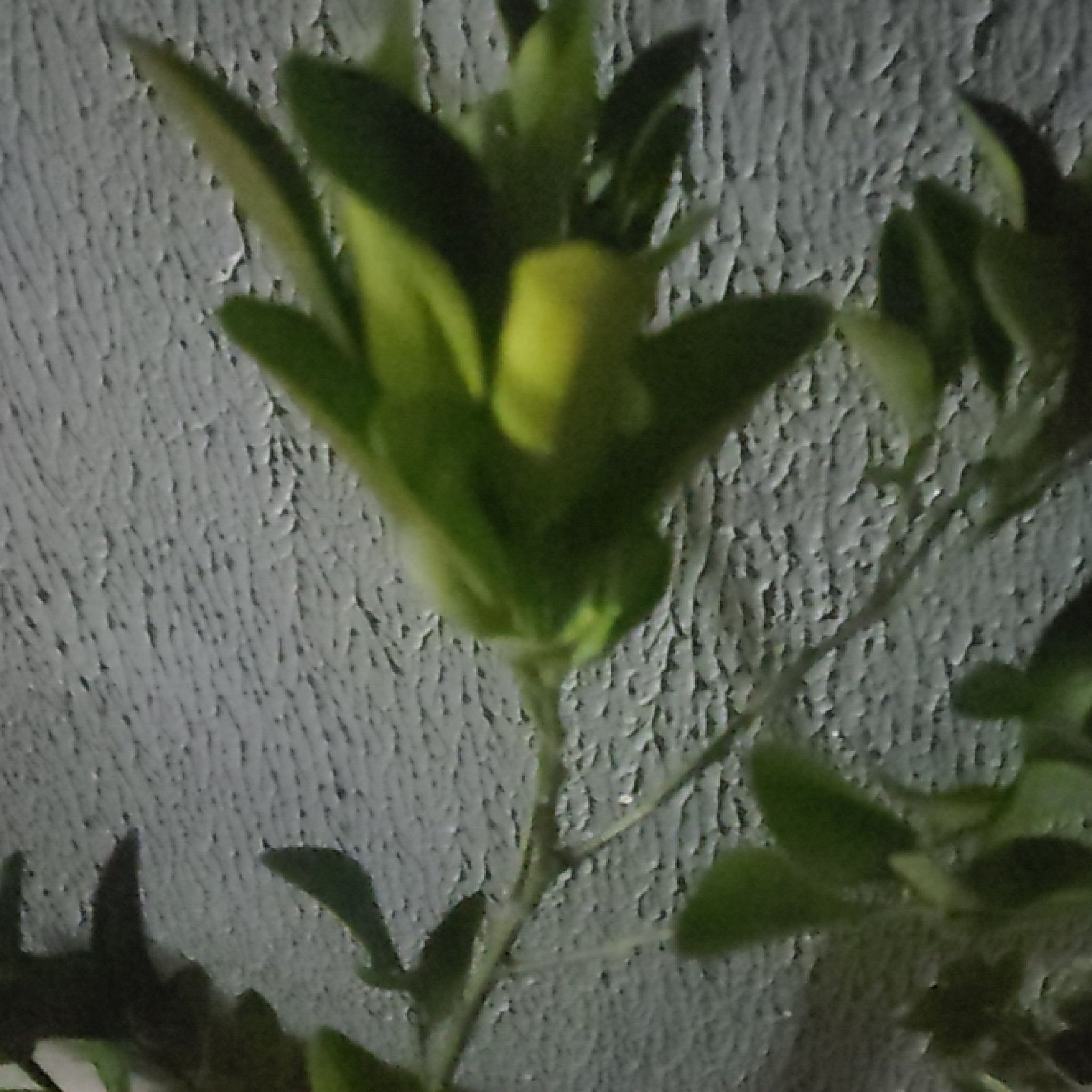 Photo of the plant species Owari Satsuma Mandarin Tree by @LovablyChickpea named Bigleef Smalls on Greg, the plant care app