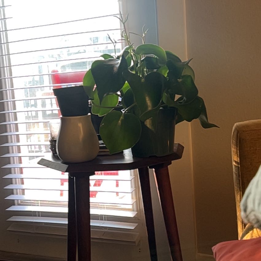 Photo of the plant species Owl Eye by @YokeOrchid named Miley on Greg, the plant care app