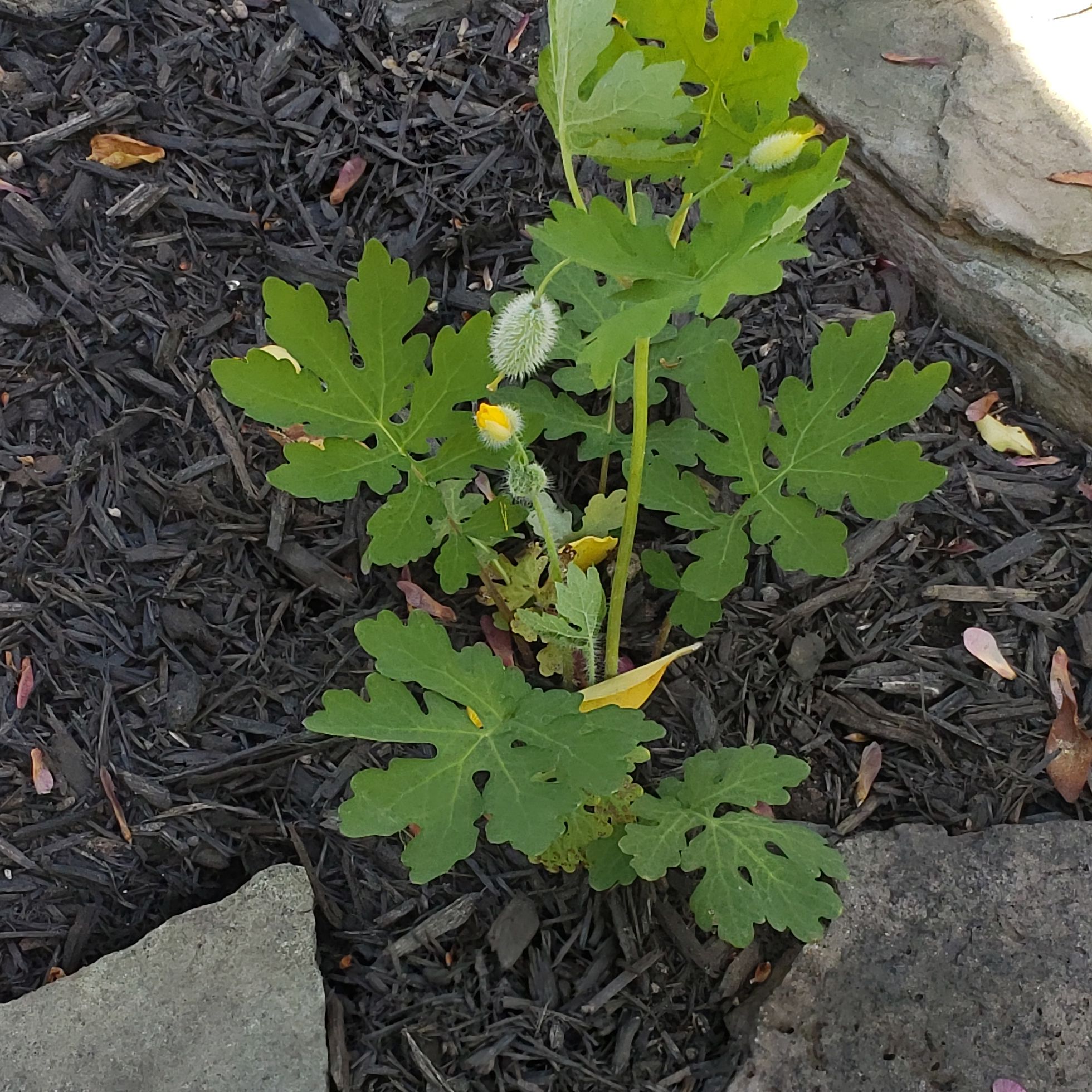 Photo of the plant species Celandine Poppy by @NeatLaurustinus named Captain Plant-it on Greg, the plant care app