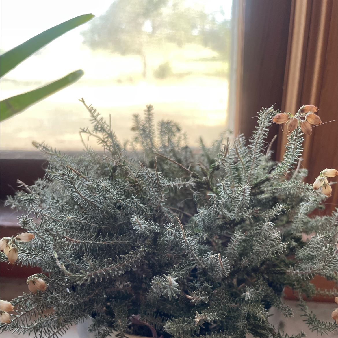 Photo of the plant species Crossleaf Heath by @Nyarl3thot3p named Pimples on Greg, the plant care app