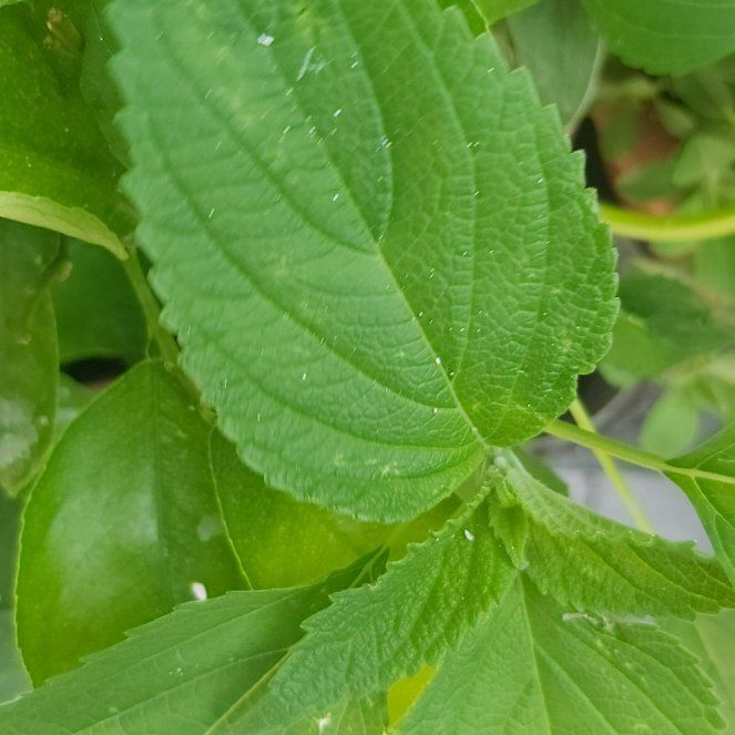 Photo of the plant species Chia by @BreezyMungbeans named Captain Plant-it on Greg, the plant care app