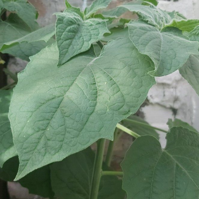 Photo of the plant species Cape Gooseberry by @BreezyMungbeans named Gregarious on Greg, the plant care app