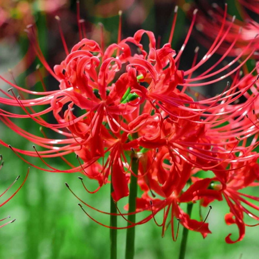 Close-up of a healthy Red Spider Lily in full bloom with bright red petals.