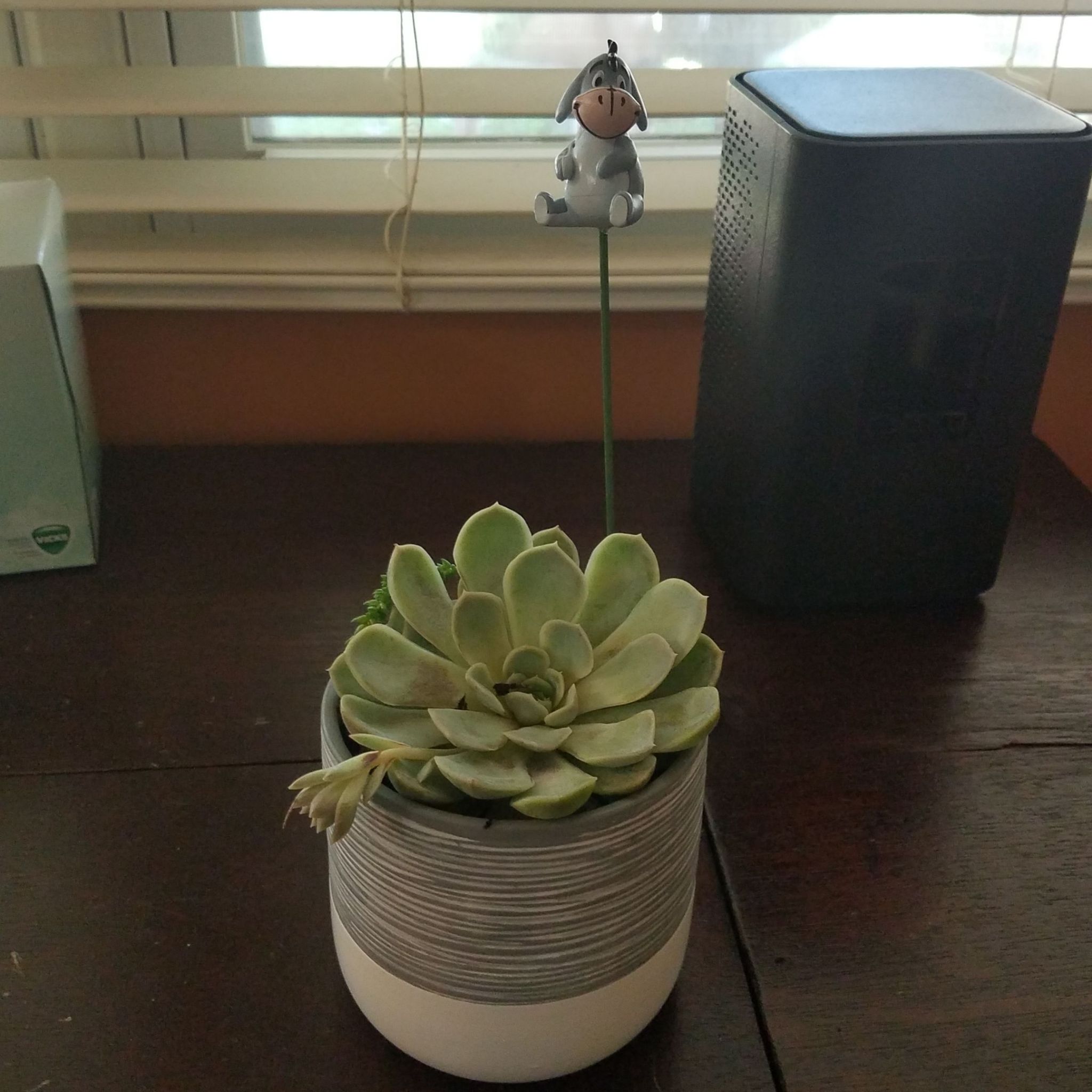 Potted Echeveria 'Arctic Ice' succulent with a small figurine on a stick.