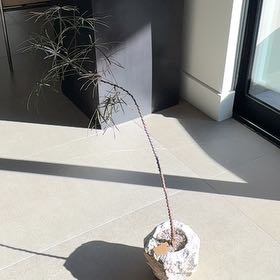 Photo of the plant species Queensland Bottle Tree by @VastAltmanstar named Orwell on Greg, the plant care app