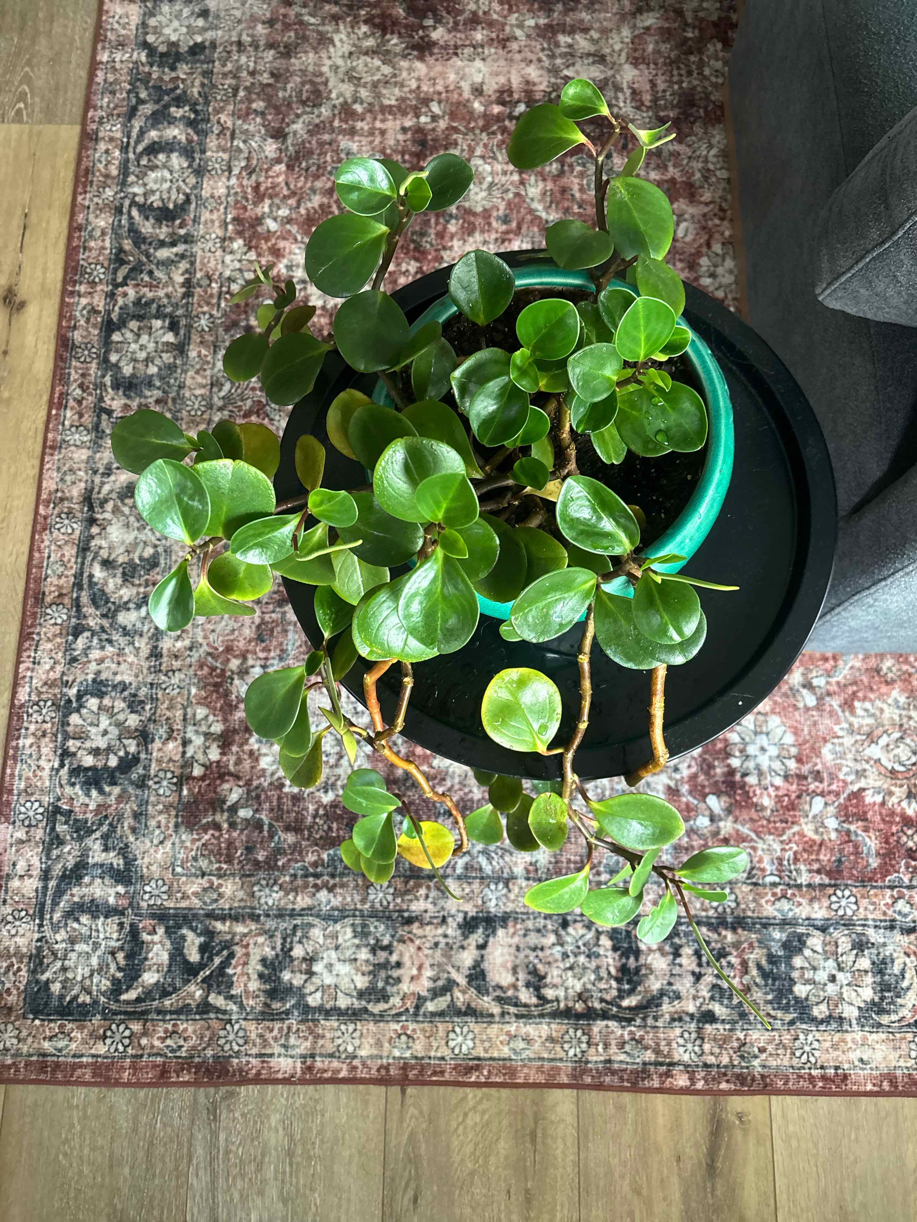 Baby Rubber Plant plant photo by @liz. named togepi on Greg, the plant care app.