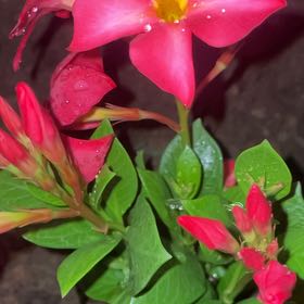 Photo of the plant species Samba by @SelectCowbane named Duke on Greg, the plant care app