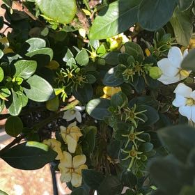 Photo of the plant species Natal Plum by @ToughErophaca named Homer on Greg, the plant care app