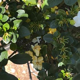 Photo of the plant species Natal Plum by @ToughErophaca named Clooney on Greg, the plant care app